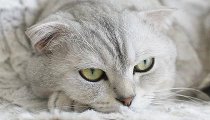 星空体育 中国 官方网站-中甲风云再起老牌劲旅誓言冲超